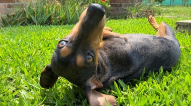 Celebrando el amor y la lealtad