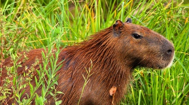 Estudian a los carpinchos en el Parque Nacional Campos del Tuyú