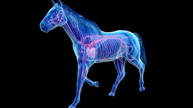 Revelan detalles del funcionamiento de las células endoteliales en los caballos