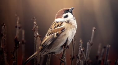 El ruido humano: una amenaza invisible para la vida silvestre
