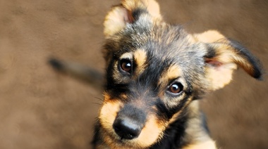 Bélgica incluye en su Constitución a los animales como seres sintientes