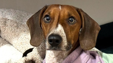 Comenzó el invierno en el hemisferio sur: recomendaciones para el cuidado de perros y gatos