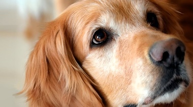 Nuevo precedente judicial a favor de los animales como seres sintientes