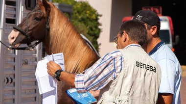Entró en vigencia el nuevo modelo de certificado de anemia infecciosa equina