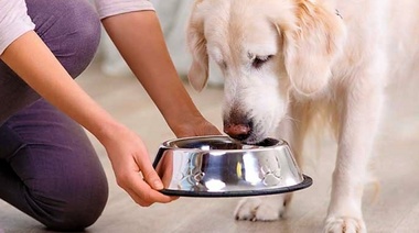 El Comité de Nutrición de la WSAVA busca dos nuevos integrantes