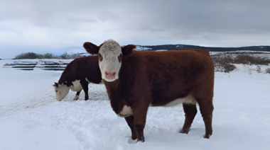 Recomendaciones para el cuidado de los animales de producción durante el invierno