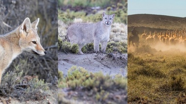 Caza legal de guanacos, pumas y zorros: declaración institucional del INIBIOMA