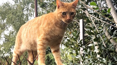 Confirman en la ciudad de Salto un caso de rabia en gato doméstico