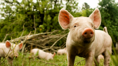 Recomendaciones del Senasa para la prevención de la brucelosis, tuberculosis bovina y triquinosis