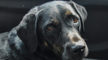 La Justicia de Paraná condenó a un hombre a prisión efectiva por maltrato animal