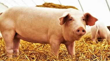 Triquinosis: Pautas higiénico-sanitarias para su prevención