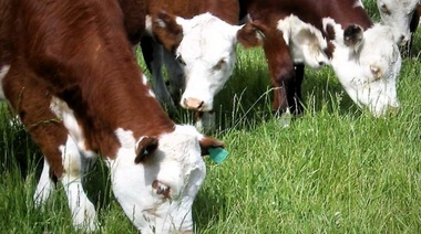 El Senasa promueve la aplicación de pautas de bienestar animal en la actividad ganadera