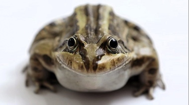 Evalúan el impacto del estrés ambiental en "ranas criollas"