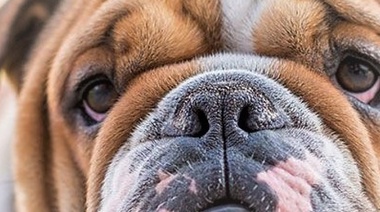 El ICECDogs aconseja evitar la difusión de imágenes de perros con formas corporales extremas