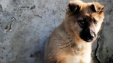 FECOVET y FeVA se manifestaron acerca del proyecto de modificación de la Ley 14.346 de maltrato animal