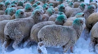 El INTA recomienda la suplementación de emergencia para el ganado en zonas cubiertas por nieve