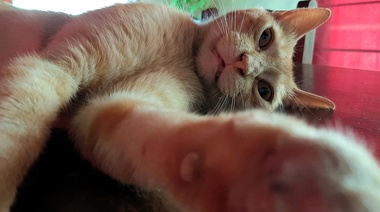 Nuevas pautas para el manejo de tensión entre gatos