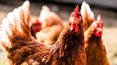 Confirman un brote de enfermedad de Newcastle en el sur de Brasil