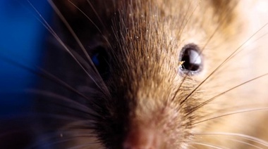 Detectan anticuerpos contra Orthohantavirus en roedores de Misiones