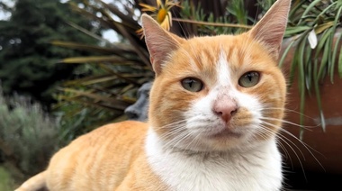 Afirman que es posible tratar la peritonitis infecciosa felina en solo seis semanas