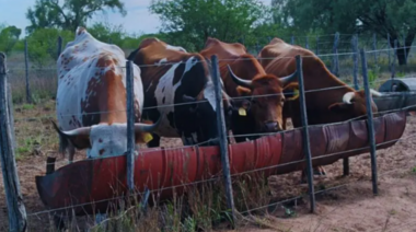 Recomendaciones sobre manejo del ganado bovino en zonas geográficas con sequía