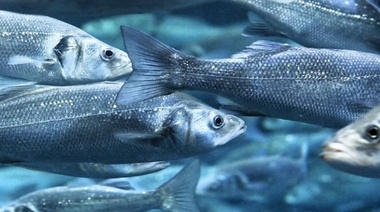 Nuevo posicionamiento sobre el papel de los veterinarios en la salud animal acuática