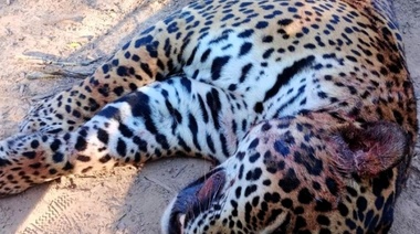 Detuvieron a uno de los cazadores del yaguareté de la provincia de Formosa