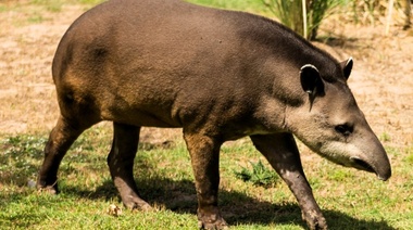 Demuestran que el tapir cumple un rol fundamental en la conservación de bosques argentinos