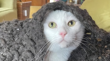 Día Internacional del Gato: Una fecha para celebrar y concientizar