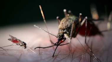 La OPS alerta sobre el incremento de casos de Fiebre de Oropouche