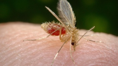 Detectan por primera vez el virus de Oropouche en Europa