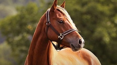 Nuevas pautas de control interno de parásitos en equinos