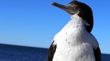 Fomentan la protección de áreas marinas en la provincia de Río Negro