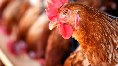 Desarrollan un nuevo método para combatir el virus de la bronquitis infecciosa aviar