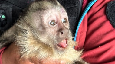 Rescatan un mono en una vivienda de CABA: ¡Los animales silvestres no son mascotas!