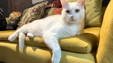 10 mitos sobre los gatos y sus comportamientos sociales