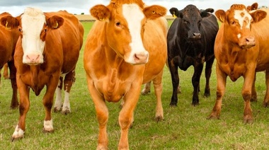 Virus de la Diarrea Viral Bovina: Impacto y Manejo