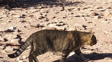 Estudian una población de gatos que vive aislada del ser humano