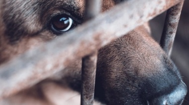 Denuncias de crueldad animal en China: Declaración de la WSAVA