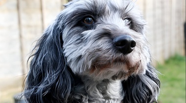 Demuestran que los perros mestizos de diseño no son ni más ni menos saludables que los de raza pura