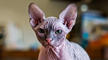 The Cat Group insta a los criadores a dejar de criar gatos ‘bully’ o ‘dwelf’