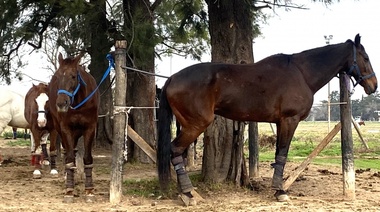 El Senasa brinda medidas sanitarias para la prevención de la encefalomielitis equina