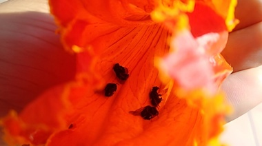 Advierten que un árbol ornamental cuyo néctar es tóxico pone en riesgo a la entomofauna nativa