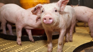 Nuevo Plan Nacional de Prevención y Control de la Triquinosis