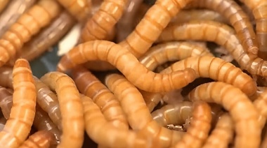 Las plantas elaboradoras de derivados de insectos serán incorporadas al Reglamento de Inspección del Senasa