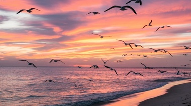 Las aves playeras es uno de los grupos de aves más amenazados del planeta