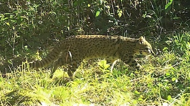 La Municipalidad de Cosquín realizó un relevamiento de mamíferos de la fauna silvestre