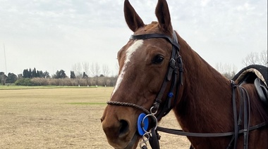 Senasa presentó una nueva guía informativa con lineamientos sobre la encefalomielitis equina