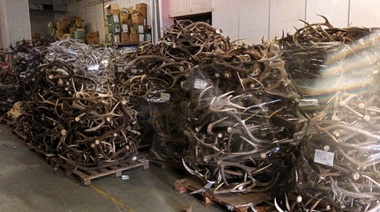 Incautaron 40 toneladas de astas de ciervos