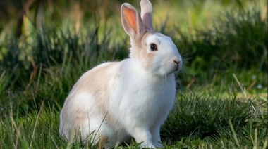 Actualizan el procedimiento para importar conejos como animales de compañía